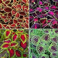 150 Rainbow Mix Seeds for Planting - Beautiful Plant in Your Home Garden - Indoors or Outdoors - Attractive and Colorful