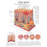 The Skin e-chart: Full illustrated
