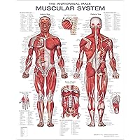 The Muscular System Anatomical Chart Laminated , Nursery
