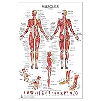 Muscles Female -2 Views Poster 24x36inch, for Physical Fitness, Working Out, Muscular System Anatomical Chart