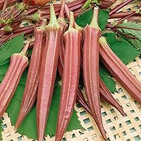 Jing Orange Okra Seeds - 10 g Packet ~165 Seeds - Non-GMO, Heirloom - Vegetable Garden - Abelmoschus esculentus