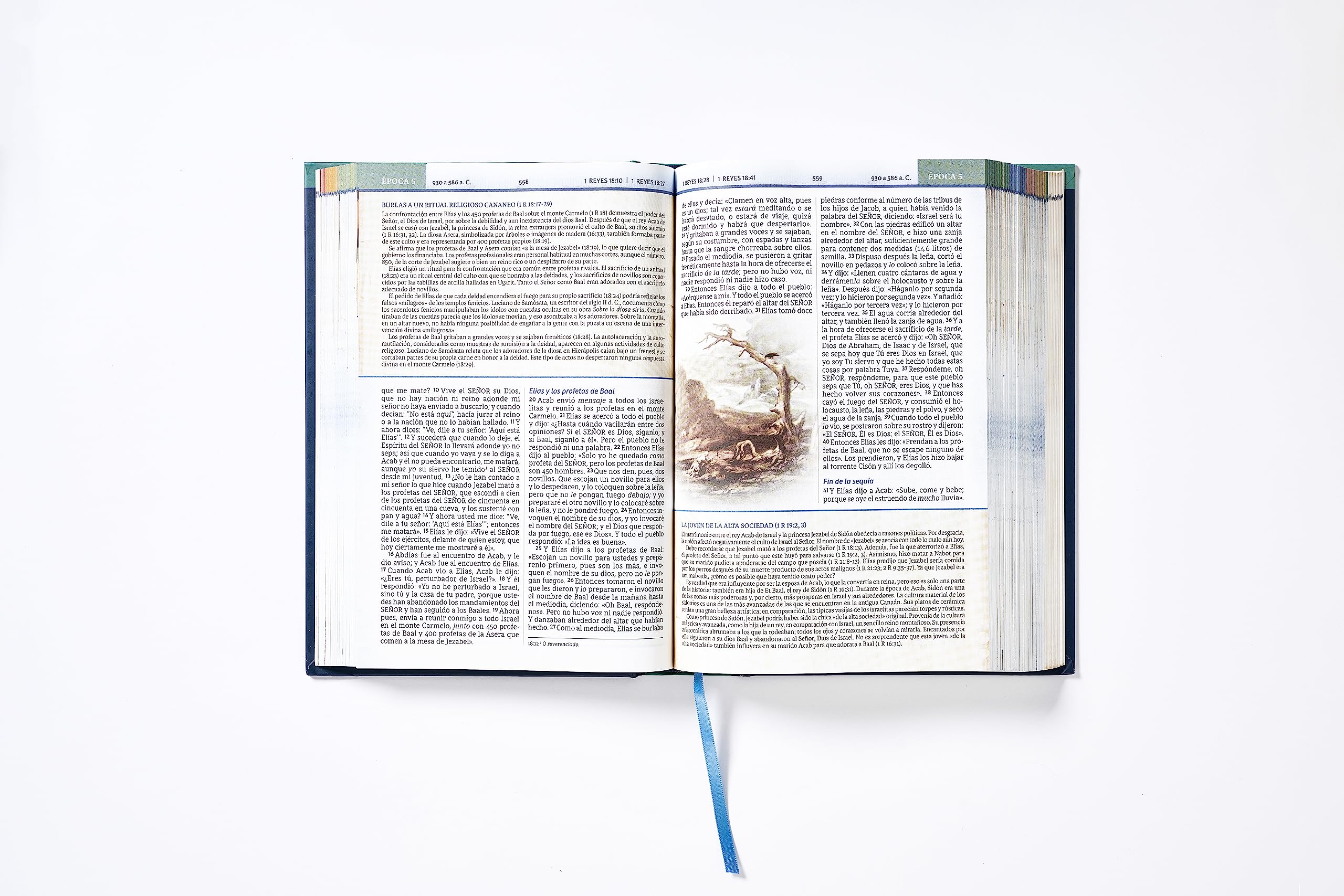 NBLA, Biblia Cronológica de Estudio, Tapa Dura, Interior a Cuatro Colores (Spanish Edition)