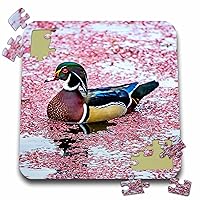Male Wood Duck Swimming. Lake Washington, Kirkland, Washington... - Puzzles (pzl-368636-2)