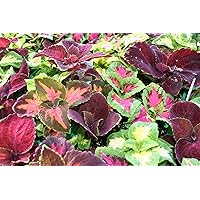 Ohio Heirloom 400+ Rainbow Coleus Seeds for Home Flower Pots - Create a Colorful Oasis, Vibrant Blend Ideal for Planting - Elevate Your Garden with Colors
