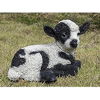 Small Black & White Baby Lamb Lying Down,Black; White