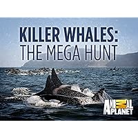 Killer Whales The Mega Hunt Season 1