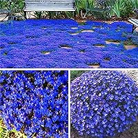 15000+ Magic Blue Creeping Thyme Seeds for Planting Ground Cover Plants Heirloom Flowers Perennial Thyme Non-GMO Thymus Serpyllum Seed