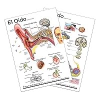 The Ear El Oido Anatomy Chart