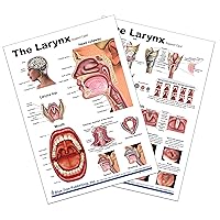 Larynx Anatomy Chart