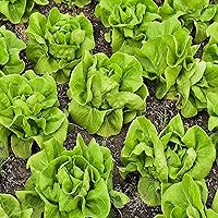 Lettuce Seeds for Planting - Plant & Grow Buttercrunch Lettuce Indoor/Outdoor Hydroponic Home Vegetable Gardens - 500 Heirloom Non GMO Seeds per Packet with Instructions, 1 Packet