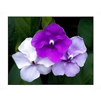 Yesterday Today Tomorrow Live Semi-Tropical Flowering Shrub Plant Purple White Lavender Spring Bloom Starter Size 4 Inch Pot Emerald tm