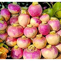 Turnip Seeds for Planting – 200 Non GMO Heirloom Purple Top Turnip Seeds – Full Planting Instructions to Plant Home Outdoor Vegetable Garden – Great Gardening Gift, 1 Packet