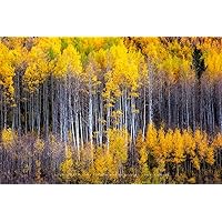Forest Photography Print (Not Framed) Picture of Aspen Trees Appearing as Reflection on Side of Mountain on Autumn Day at Maroon Bells Colorado Rocky Mountain Wall Art Nature Decor (4