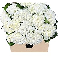 Blooms2Door PRIME NEXT DAY DELIVERY - 15 White Hydrangeas Direct Fresh.Gift for Birthday, Sympathy, Anniversary, Get Well, Thank You, Valentine, Mother’s Day Fresh Flowers