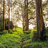 Rainbow Eucalyptus Trail - Enchanting Hawaiian Photo, Large Fine Art Wall Print