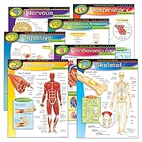 TREND Enterprises, INC. T-38913 The Human Body Learning Charts Combo Pack, Set of 7, Multi, 22