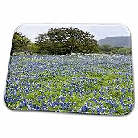 3dRose Bluebonnets, Oak tree, Hill Country, Texas, USA - US44... - Dish Drying Mats (ddm-146598-1)