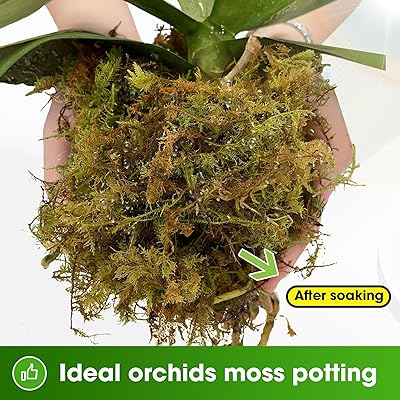 Mua DUSPRO Dried Moss for Potted Plants, Forest Orchid Moss for Potting  Mix, Sphagnum Potting Moss for Plants Indoor, Real Moss Soil Cover for  Houseplant (2 oz) trên  Mỹ chính hãng