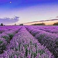 English Lavender Flower Seeds for Planting - 10000+ English Lavender Vera Herb Seeds in Premium - Attracts Pollinators Non GMO