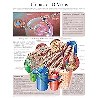 Hepatitis B Virus e-chart: Full illustrated
