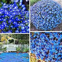 20000+ Peacock Blue Heirloom Creeping Thyme Lawn Seeds - Non-GMO Magic Ground Cover Flowers Seeds Perennial Thymus Serpyllum Seed for Planting