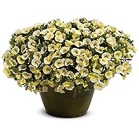 Proven Winners® Calibrachoa - Superbells Yellow Chiffon - 4 Plants Per Pack - Flowering Spring Annual - 6