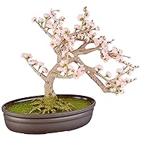 Nearly Natural Cherry Blossom Bonsai Silk Tree, Pink