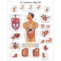 3B Scientific VR2422L Glossy UV Resistant Laminated Paper Le Systeme Digestif Anatomical (The Digestive System Anatomical Chart, French) Poster Size 20