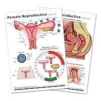 Woman,s Health (Reproductive Chart)