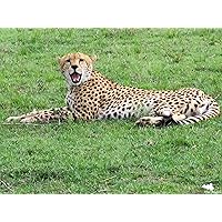 27 1/2” X 19 1/2” Jigsaw Puzzle 1000 Pieces - Cheetah Recommended for Ages +12 but Family Fun for All Ages. Includes 16.50