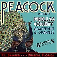 A SLICE IN TIME Dunedin, Pinellas County, Florida - Vintage Peacock Orange & Grapefruit Brogdex Citrus Fruit Crate Box Label Travel Advertising Art Print. Label Print Measures 10 x 10 inches
