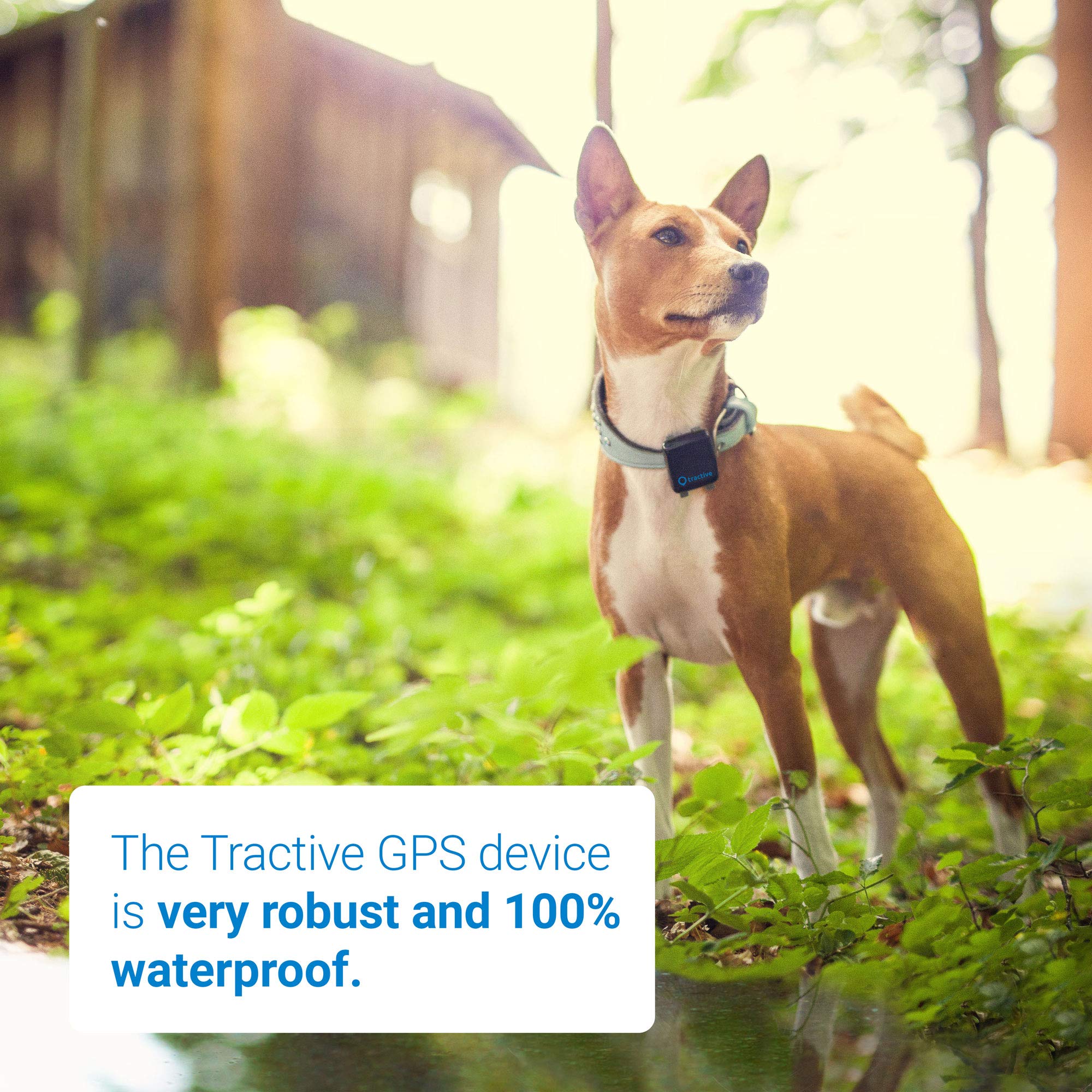 Tractive 3G GPS Dog Tracker – Dog Tracking Device with Unlimited Range