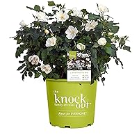 Green Promise Farms Rosa Knock Out` (Reblooming) Rose, 2 Size Container, white flower