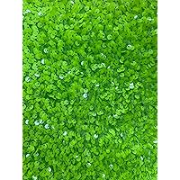 Stephanie Lime Green Overlap Sequins on Stretch Velvet Fabric by The Yard for Gowns, Apparel, Costumes, Crafts - 10185