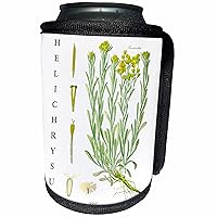 3dRose Helichrysum Herb Art Herbal Medicine Medicinal Plants... - Can Cooler Bottle Wrap (cc-365480-1)