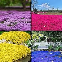 5000+ Mix Creeping Thyme Seeds Ground Cover for Planting - 4 Colours Thymus Serpyllum Heirloom Purple,Blue, Red, Yellow Beautiful Perennial Flower