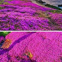 16000+ Creeping Thyme Dwarf Seeds - Thymus Serpyllum Magic Purple Creeping Thyme Seeds for Planting Ground Cover Plants Heirloom Flowers