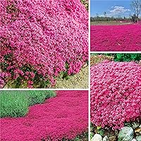 21000+ Magic Creeping Thyme Seeds for Planting Ground Cover Plants Heirloom Flowers Perennial Thyme Non-GMO Thymus Serpyllum Seed