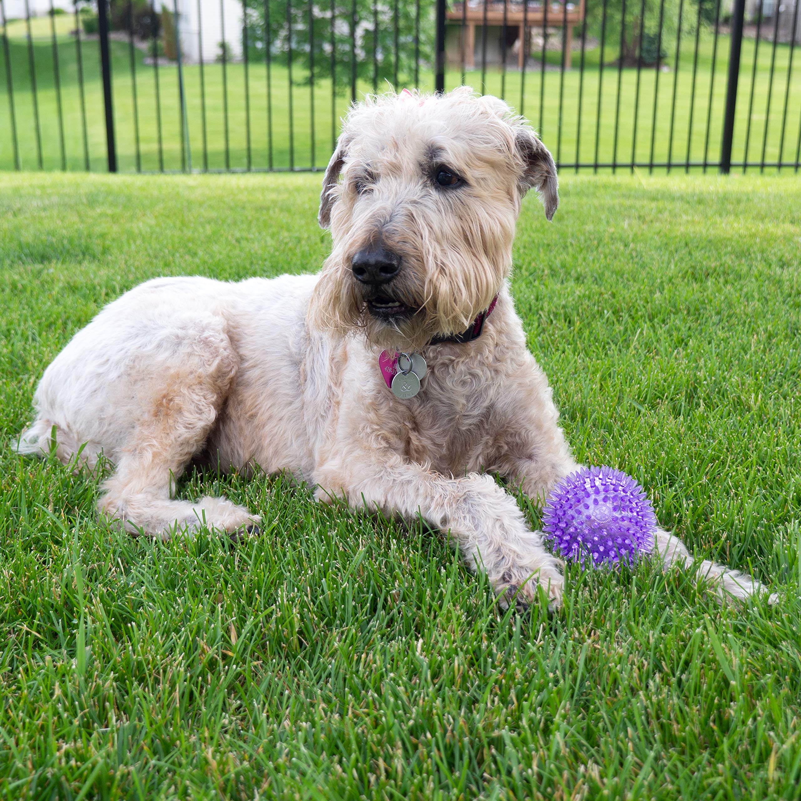 Gnawsome Medium Squeaker Ball Dog Toy, Medium 3.5