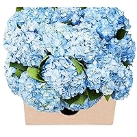 Blooms2Door PRIME NEXT DAY DELIVERY - Mother’s Day Collection - - 15 Blue Hydrangeas.Gift for Birthday, Sympathy, Anniversary, Easter, Mother’s Day Fresh Flowers