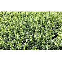 KOKKIA Rosemary : California Fremont Stanford Fresh Picked Rosemary Sprigs (Qty 24 branches) for Food, Herbs, Tea, etc. Grown on grounds where Stanford Winery and Vineyard was once located. (24)