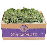 SuperMoss 25155 Reindeer Moss Preserved B01C5RTUIS, 3 lb, Basil