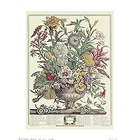 Flowers of the Month September Art Print Size 8x10 inches Artist Robert Furber 8-6009