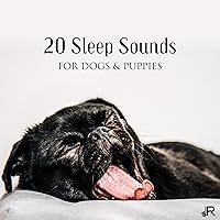 Cure for Dog Insomnia Cure for Dog Insomnia MP3 Music