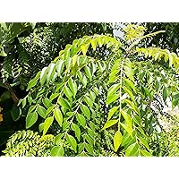 Fresh ORGANIC Gamthi Curry leaves - 250 Leaves - Very Fragrant - Grown in Florida, USA -Picked fresh from trees same day as shipped