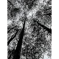 A SLICE IN TIME Carolina Trees in Shades of Grey (2023) Digital Photograph. Glossy Paper Print for Walls. 10 x 13.5 inches