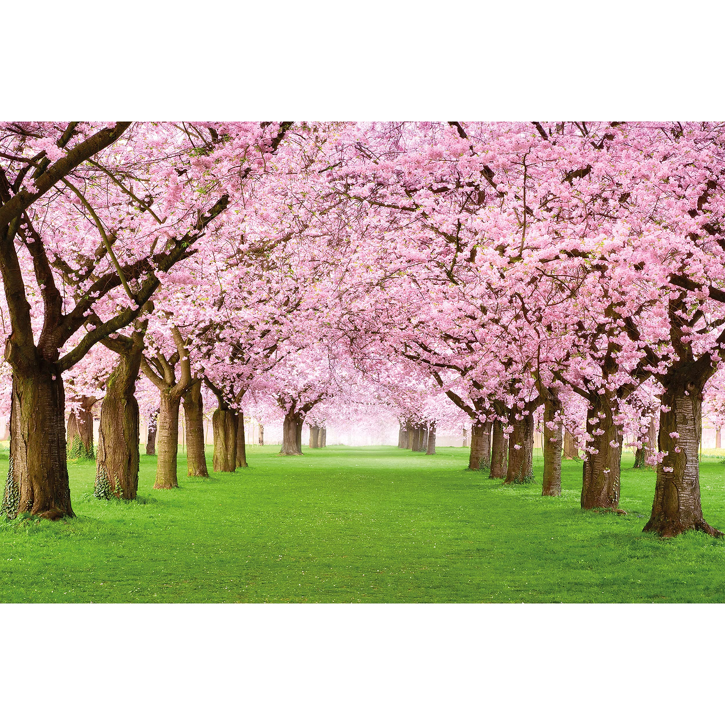 Large Photo Wallpaper – Cherry Blossom Tree – Picture Decorative Spring Landscape Avenue Cherry Blossoms Sakura Bloom Flowers Image Decor Wall Mura...